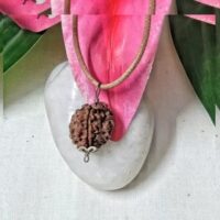 3 Mukhi Nepal pic