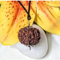 8 Mukhi Nepal pic