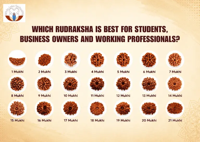 Which Rudraksha Is Best for Students, Business Owners and Working Professionals